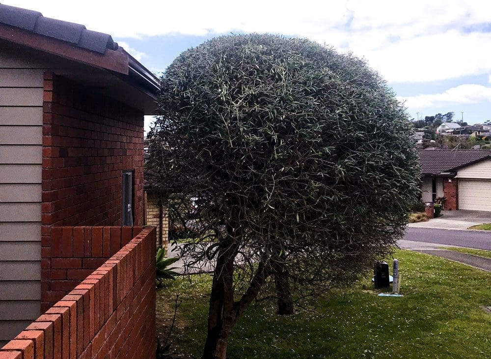 When Small Tree Pruning Can Help