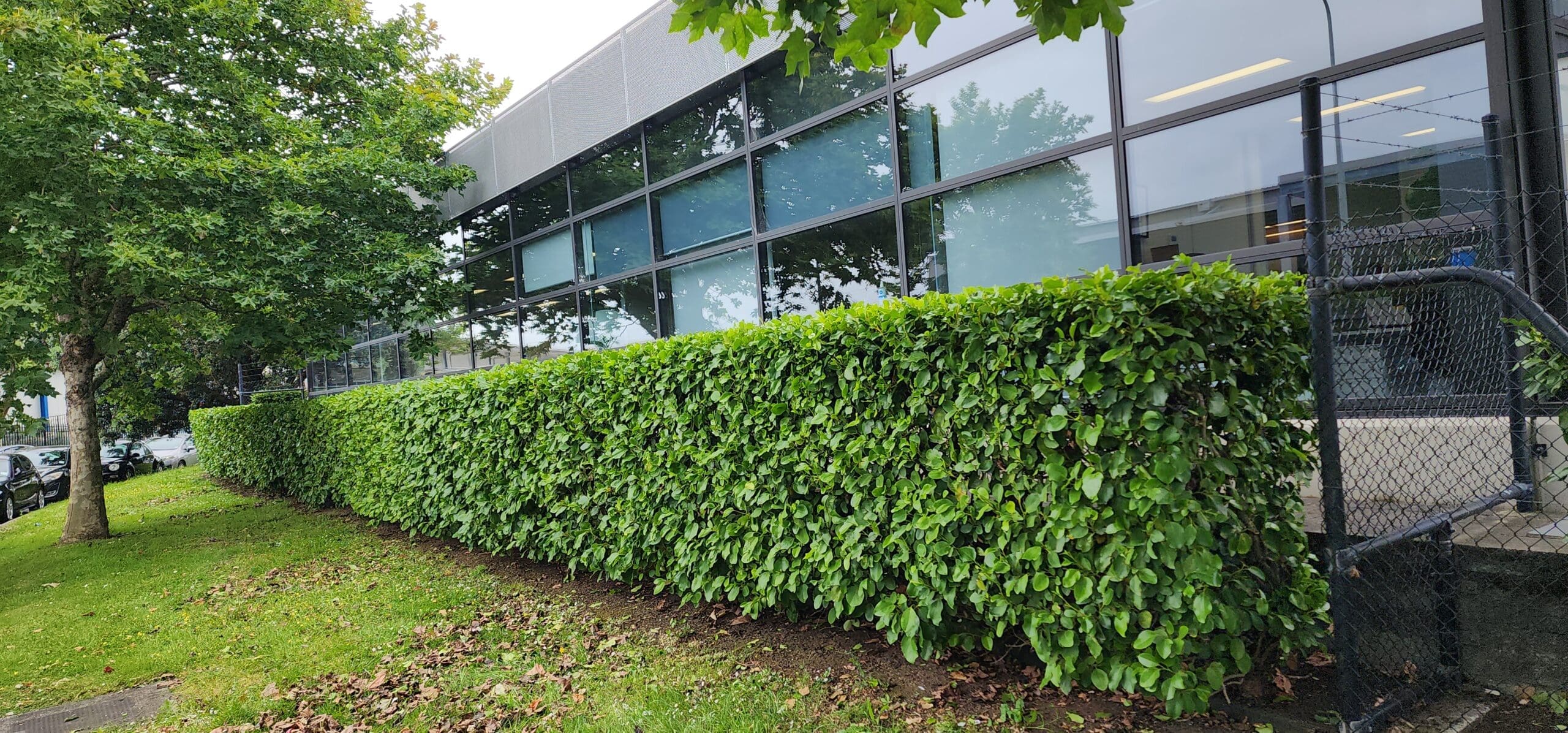 Commercial hedge trimming Auckland