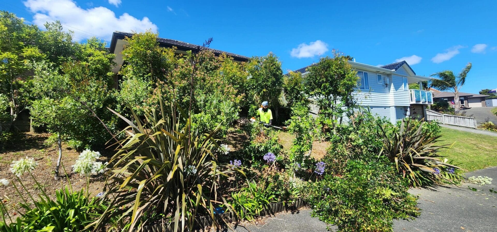 Practical Tree Care for Auckland Gardens